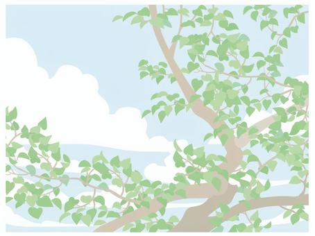 青空と緑の木 青空と緑の木 青空,空,雲のイラスト素材