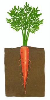 畑に植わっているニンジン ニンジン,人参,野菜,根菜類,葉っぱ,畑,栽培,地中,根,土のイラスト素材
