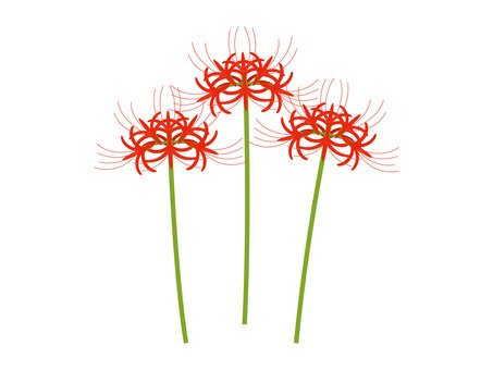 三本の彼岸花 彼岸花,曼殊沙華,花,植物,ベクター,赤,三本,茎,シンプル,イラストのイラスト素材