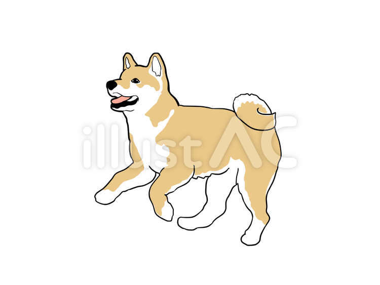 柴犬 柴犬,犬,ドッグのイラスト素材