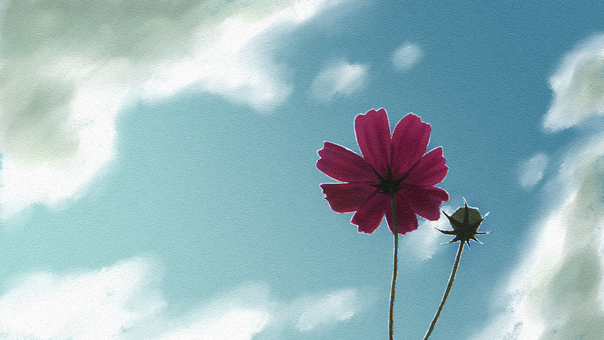 シンプルな青空とコスモスの背景イラスト コスモス,秋桜,キク科,コスモス属,青空,雲,6月,7月,8月,9月のイラスト素材