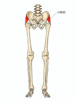 中殿筋のイラスト 中殿筋,筋,筋肉,ガイコツ,解剖,骨,モデル,骨格,解剖学,スケルトンのイラスト素材