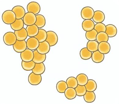 ブドウ球菌 ブドウ球菌,黄色ブドウ球菌,食中毒,菌,細菌,病原菌,バクテリア,感染,感染症,増殖のイラスト素材