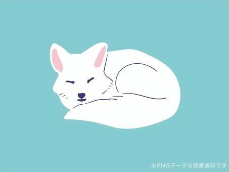 眠る白いキタキツネ 眠る白いキタキツネ キタキツネ,狐,眠る,寝る,すやすや,睡眠,休む,休養,肉食,野生のイラスト素材