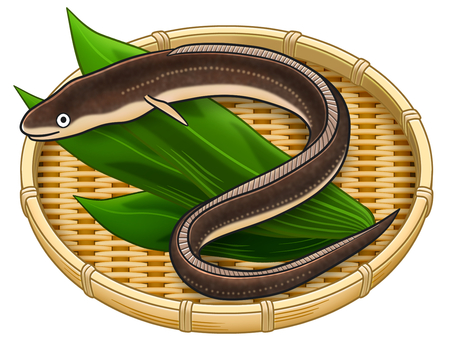 穴子(アナゴ) 穴子(アナゴ) 穴子,魚,魚介類,海産物,ざる,漁業,漁獲,食材,食料,食品のイラスト素材