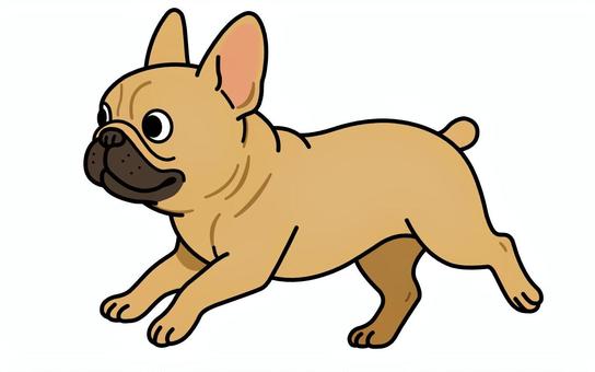 フレンチブルドッグ フォーン