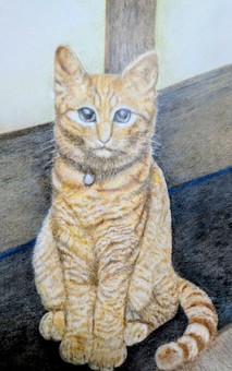 猫 猫,動物,ペット,部屋,おとなしい,茶色,ベージュのイラスト素材