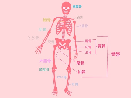 骨の名前 骨,がい骨,骨格,人体図,頭蓋骨,骨盤,胸骨のイラスト素材