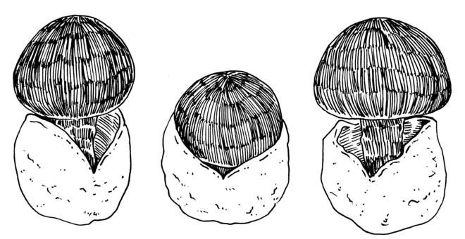 タマゴタケの手書きモノクロイラスト キノコ,手書き,モノクロ,ペン画,リアル,タマゴタケ,おしゃれ,線画,白黒のイラスト素材