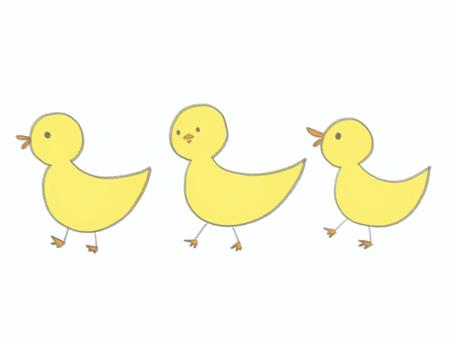 3羽並んだヒヨコ ヒヨコ,鳥,小鳥,列,並ぶ,歩く,進むのイラスト素材