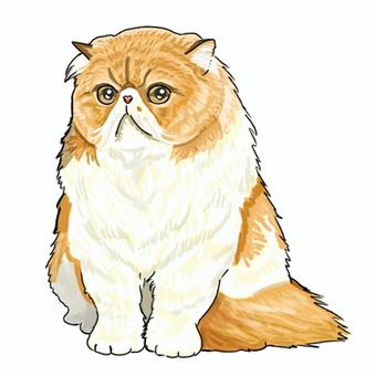 ペルシャ猫 ペルシャ猫,猫,ペット,哺乳類,動物,可愛いのイラスト素材
