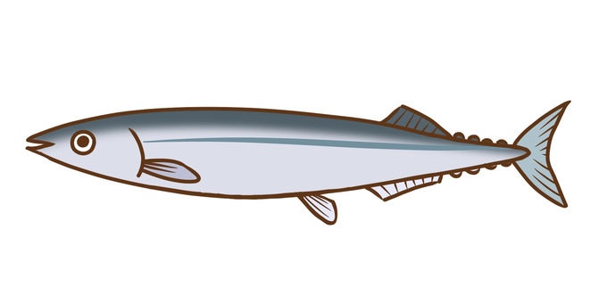 Illustration, pacific saury, fish, simple, 