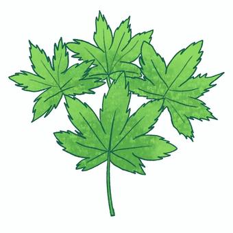 ヤマモミジ（緑） ヤマモミジ,モミジ,葉,緑,素材,手描き,紅葉のイラスト素材