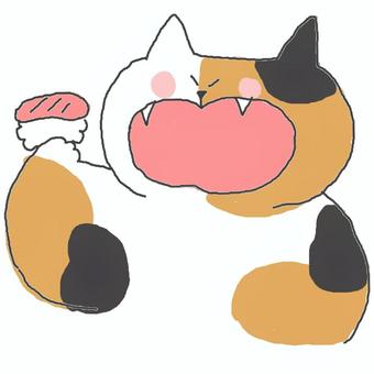お寿司を食べる三毛猫ちゃん♪ かわいい,お寿司,寿司,たべもの,食べる,おいしい,グルメ,マグロ,魚,いただきますのイラスト素材