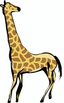 キリン  キリン  キリン,首,長い,大きい,動物,哺乳類,動物園,筆絵のイラスト素材