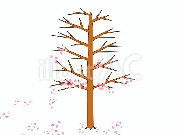 散っていく桜 桜,花びら,春のイラスト素材