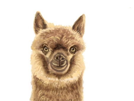 アルパカ アルパカ,動物,リアル,手描き,南米のイラスト素材