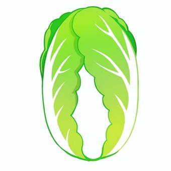 白菜 白菜 白菜,野菜,食べ物のイラスト素材