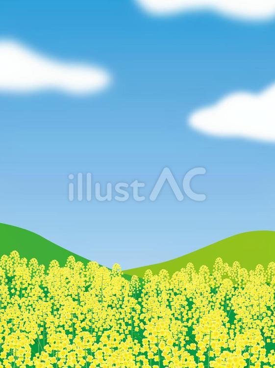 菜の花畑 菜の花,菜の花畑,黄色い花のイラスト素材
