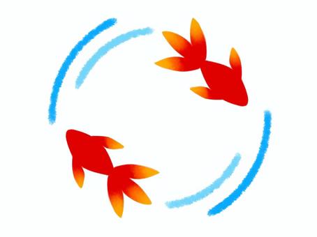 金魚 金魚 金魚,夏,赤のイラスト素材