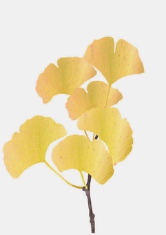 イチョウの葉 イチョウ,葉,植物,落葉高木,街路樹,並木,山林のイラスト素材