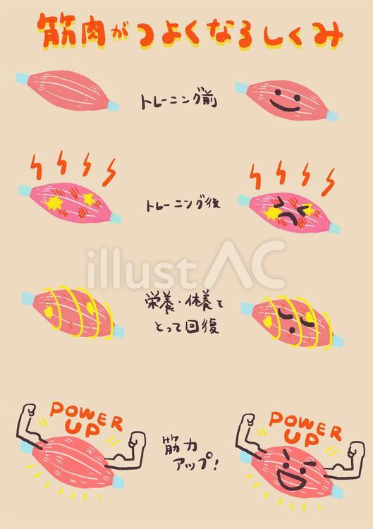 筋肉が強くなる仕組みのカットイラスト 筋肉,カラーイラスト,主線なしのイラスト素材