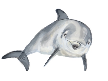 イルカ イルカ,海洋生物,動物,リアル,手描きのイラスト素材