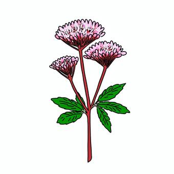 藤袴 藤袴,夏,秋,植物,花,手書きのイラスト素材