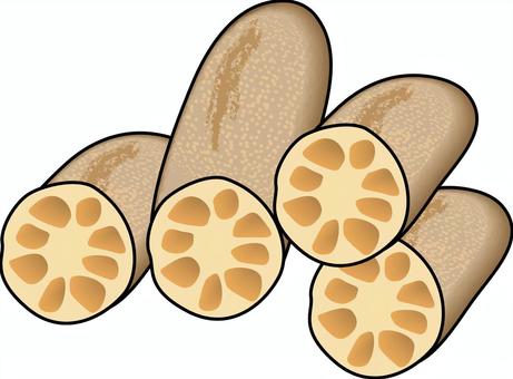 れんこん　　 れんこん,穴,野菜,栄養,スーパー,八百屋,食材,線画のイラスト素材