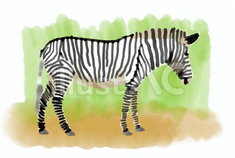しまうまのイラスト しまうま,ゼブラ,動物のイラスト素材