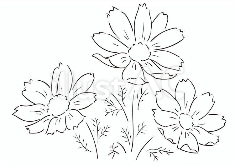 コスモス　線画　モノクロ　線　秋　花 コスモス,花,秋のイラスト素材
