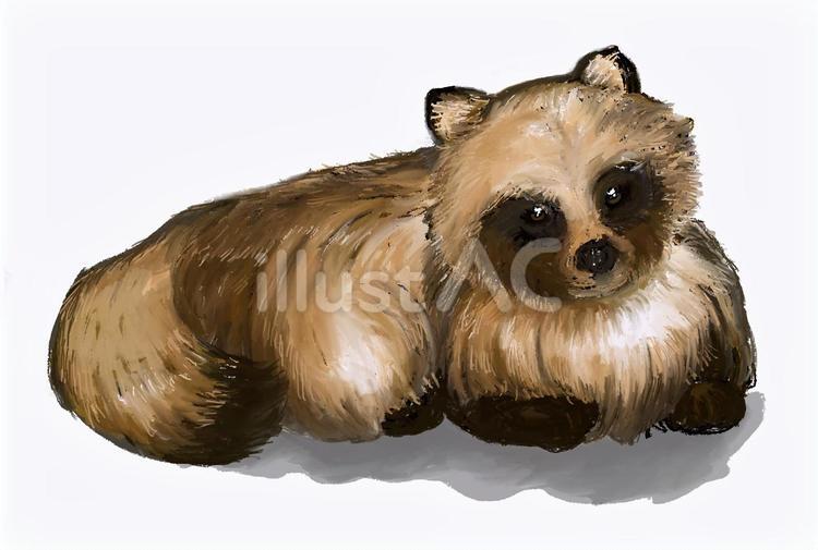 たぬき たぬき,動物,生き物のイラスト素材