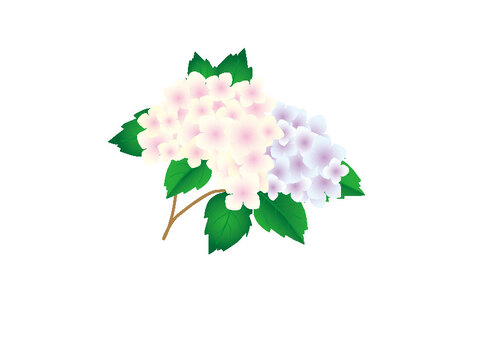 hydrangea, hydrangea, hydrangea, flower, JPG and AI