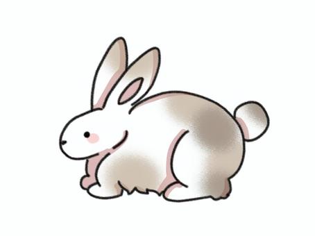 Rabbit with polka dots, rabbit, cute, animal, JPG and PNG