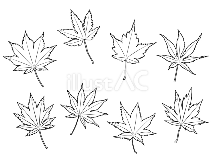 紅葉の線画セット もみじ,葉,植物のイラスト素材