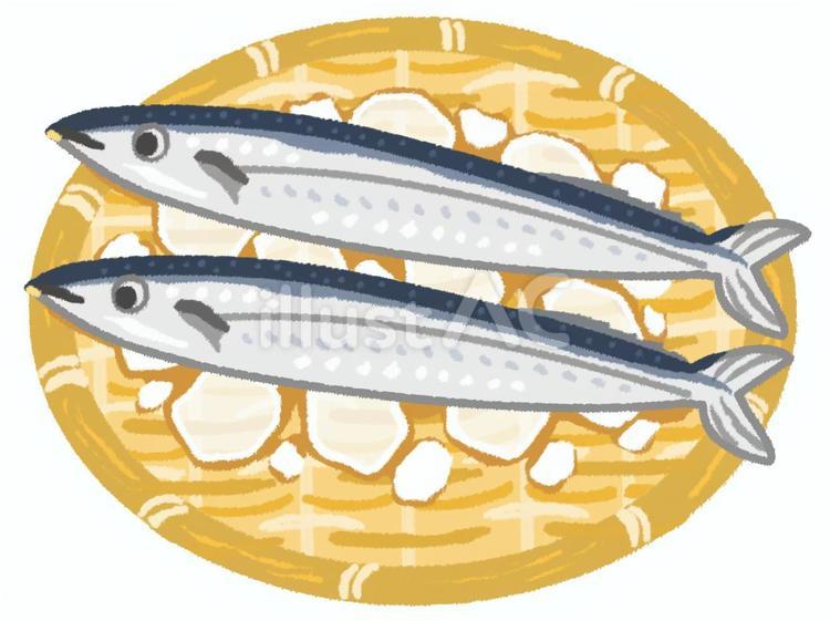 ざるの上に乗った二匹のサンマと氷 さんま,秋刀魚,ざるのイラスト素材
