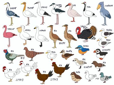 Illustration, bird, waterfowl, seabirds, 