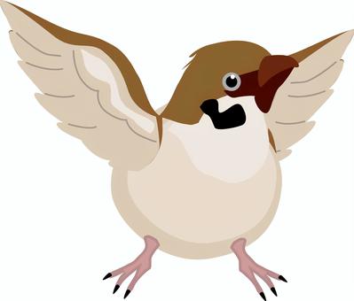 雀羽ばたく 雀,小鳥,野鳥,かわいい,羽,羽ばたく,正面,リアルのイラスト素材