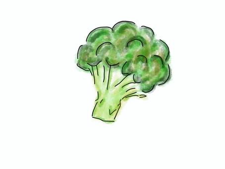 ブロッコリー ブロッコリー,野菜,食べ物,水彩,手描きのイラスト素材