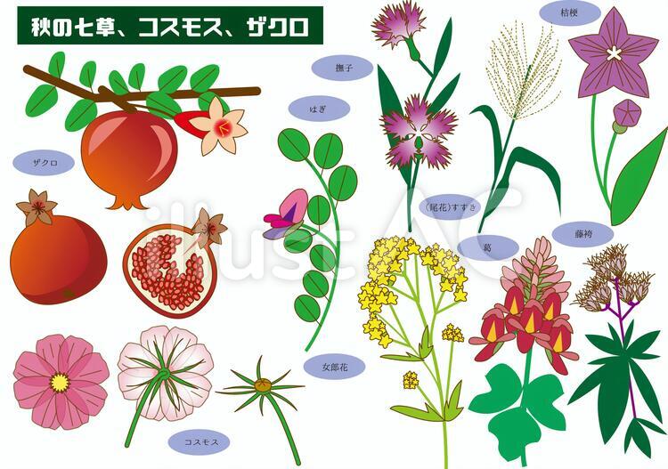 秋の七草、ザクロ、コスモス 秋,七草,ザクロのイラスト素材
