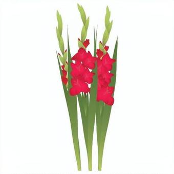 Illustration, gladiolo, tosho colazione, iris olandese, 