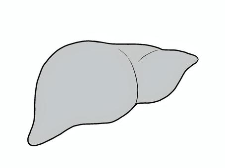 肝臓(モノクロ) 肝臓(モノクロ) 肝臓,内臓,人体,手描き,臓器,医療,沈黙の臓器,モノクロのイラスト素材
