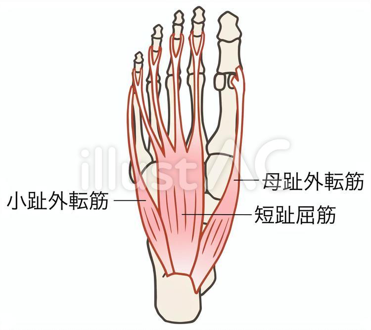 母趾外転筋、短趾屈筋、小趾外転筋、足筋肉 母趾外転筋,短趾屈筋,小趾外転筋のイラスト素材