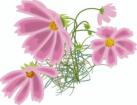 コスモス　 コスモス,花,咲く,きれい,花びら,植物,秋,リアル,ピンクのイラスト素材