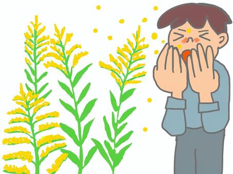 セイタカアワダチソウの花粉症 セイタカアワダチソウ,花粉症,男性,ブタクサ,アレルギー,黄色,花粉,鼻症状,くしゃみ,秋のイラスト素材