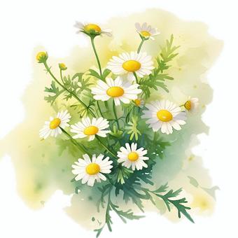 Illustration, chamomile, herbs, plant, 