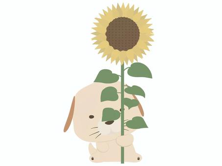 sunflower _ dog, , JPG and PNG