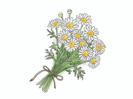 カモミールのブーケ｜ボタニカル素材 カモミール,ハーブ,ブーケ,水彩,植物,ボタニカル,ナチュラル,香り,手描き,イラストのイラスト素材