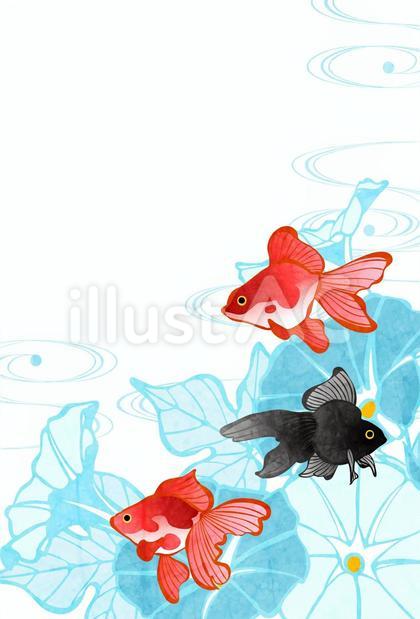 SummerCard24153