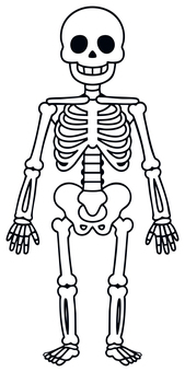 人間の全身の骨（白） 人間,人骨,骨,骸骨,骨格,全身,レントゲン,ホラー,かわいい,挿絵のイラスト素材